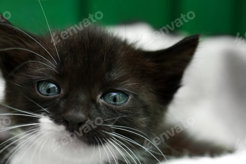Preview: Cute baby kitten on cozy blanket, closeup