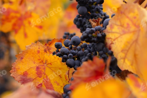 Preview: Vineyards autumn ripening.