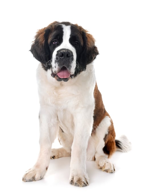 Preview: young saint bernard