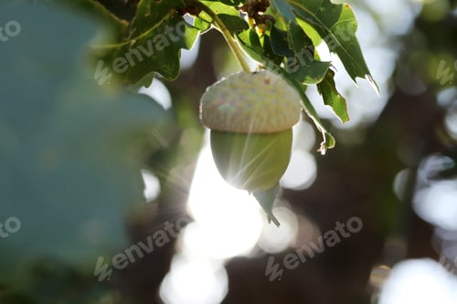 Preview: Fresh and young acorn on the tree