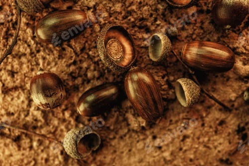 Preview: Closeup of shiny brown acorns in a forest with the ground behind them