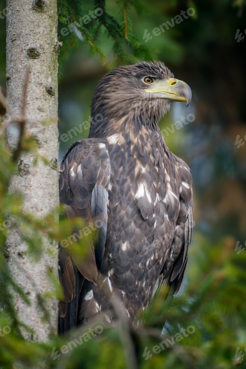 Preview: White-tailed eagle sitting on pine branch