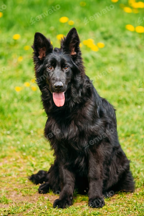 Preview: Black German Shepherd Dog Sit In Green Grass. Alsatian Wolf Dog
