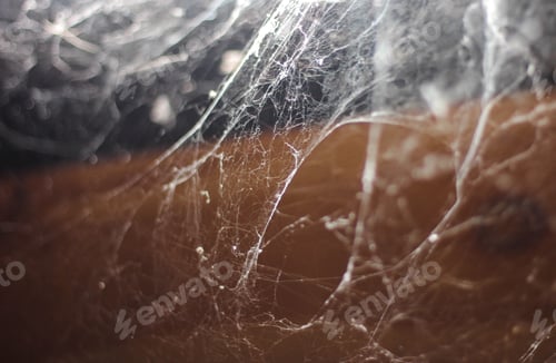 Preview: Spider web texture background