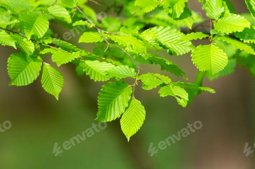Preview: Fresh new hazel leaves and blurred background