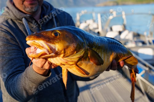 Preview: Fisherman with big cod fish. Norwegian fisherman has caught large Cod in Norwegian Fjord islands
