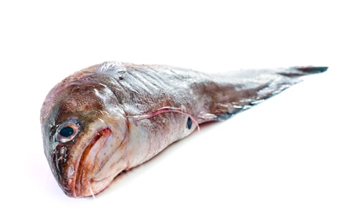 Preview: Forkbeard fish in studio
