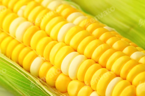 Preview: corn cob with green leaves