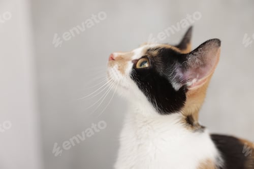 Preview: Cute calico cat on light background, closeup. Space for text