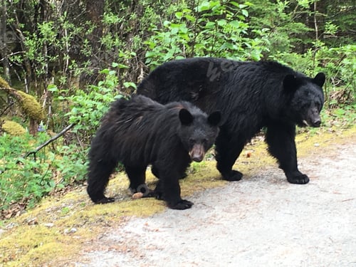 Preview: Black mama bear with cub