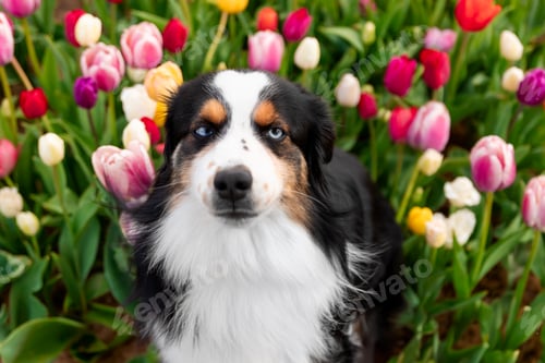 Preview: The Miniature American Shepherd dog sitting and looking up. Dog in flower field. Blooming. Spring.