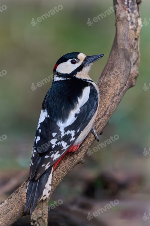Preview: Great spotted woodpecker (Dendrocopos major)