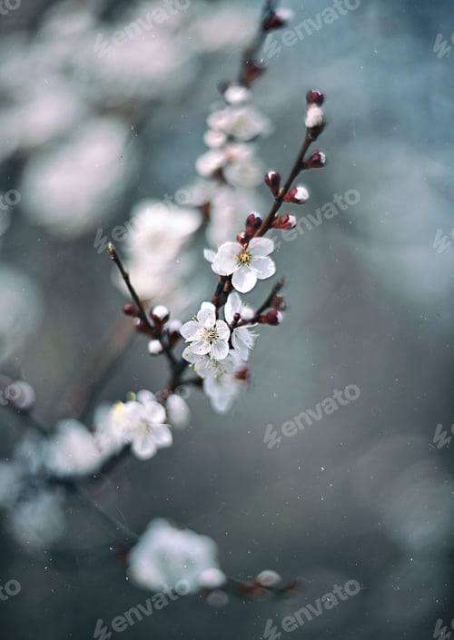 Preview: Flowering cherry branch. White flowers, lightness, spring