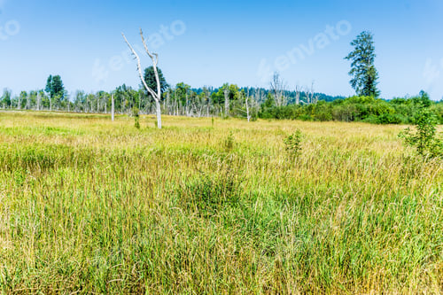 Preview: Abundant Grass In The Nisqually Wetlands In Washington Statel.