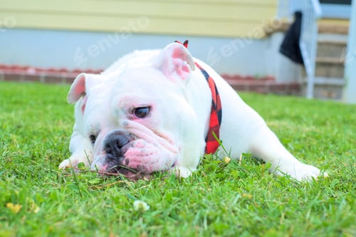 Preview: Cute white Australian bulldog sitting on the green grass during daytime