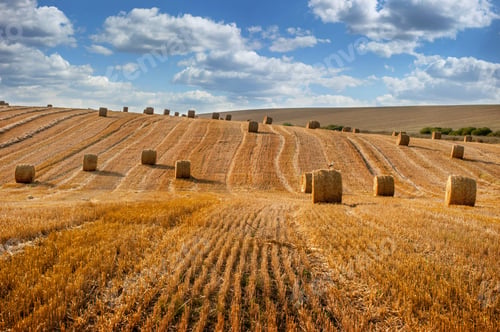 Preview: straw bales lie on a sloping field, after harvest