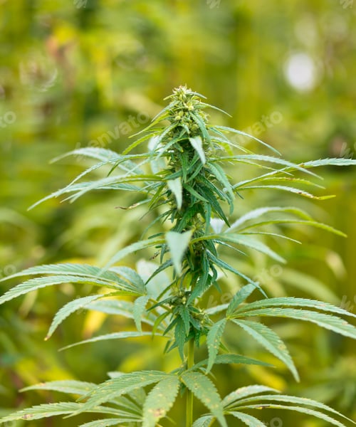 Preview: Hemp Buds Field