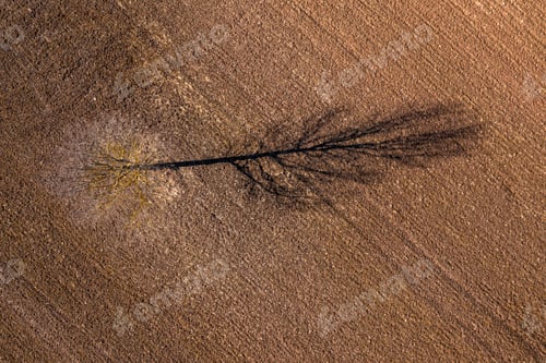 Preview: Top down aerial drone view of a dead tree with shadow in the middle of a field