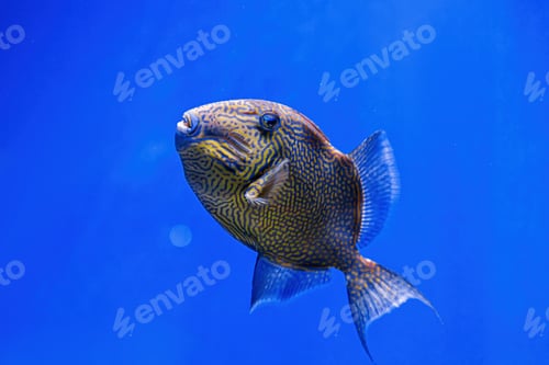 Preview: Underwater shot of Pseudobalistes fuscus fish