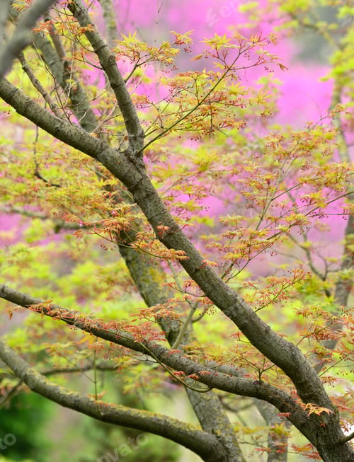Preview: Detail of vivid red and green leaves of ornamental maple tree