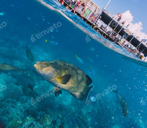 Preview: Cheilinus undulatus, maori wrasse humphead fish in australia