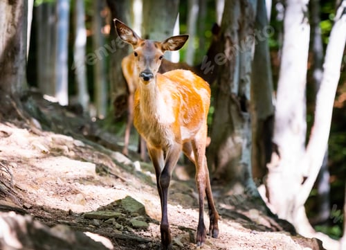 Preview: Wild deer in the forest