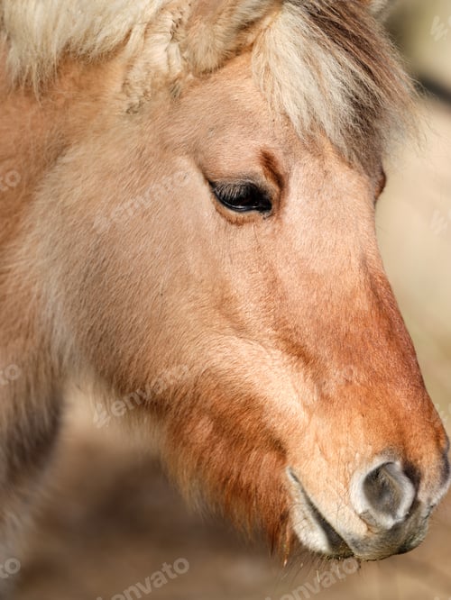 Preview: Beautiful horse portrait close up