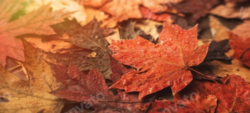 Preview: Background of autumn dry maple leaves close up
