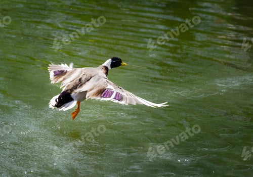 Preview: Mallard flying over the water