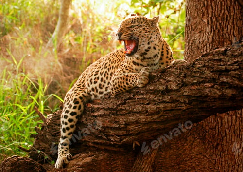 Preview: A leopard, Panthera pardus, hugs a fallen over tree branch, snarls and looking away, open mouth,