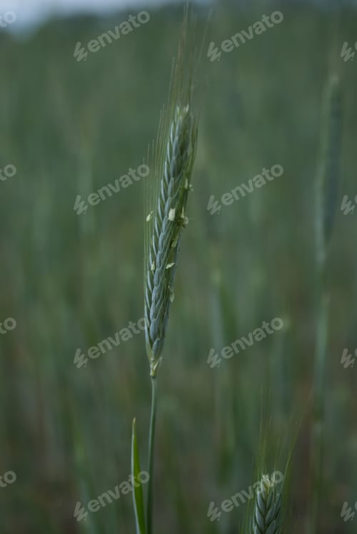 Preview: Field and ears of an early variety of winter triticale