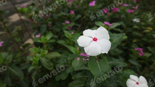 Preview: Catharanthus roseus