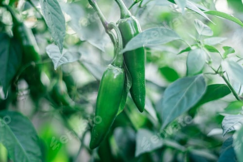 Preview: Close up of green unripe jalapeno pepper growing as field crop agriculture, with blurred background