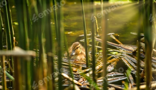 Preview: Mallard Duckling