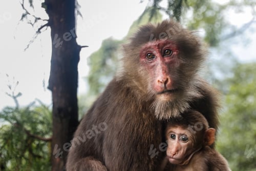 Preview: Wild Monkey Mother hugs her little baby monkey (Tibetan Macaque)