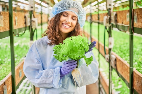 Preview: Woman gardener with lettuce in hands standing in greenhouse.