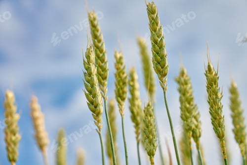 Preview: Green wheat ears close-up against blue sky in summer field