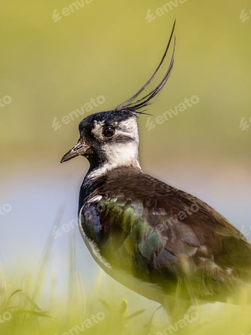 Preview: Vertical portrait of Northern lapwing in grassland habitat