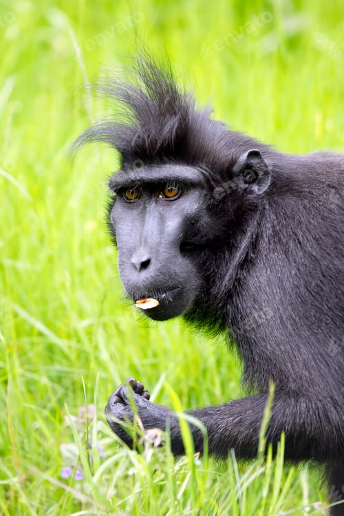 Preview: a cute Celebes crested macaque (Macaca nigra) on the green grass