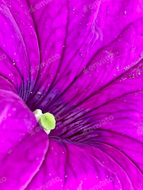 Preview: Purple Flower Close Up with Green Center