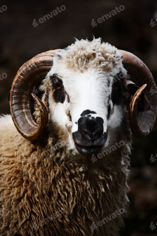 Preview: Vertical shot of a sheep with horns under the sunlight with a blurry background