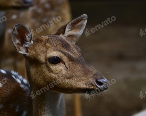 Preview: The chital, Axis axis, also known as spotted deer, chital deer