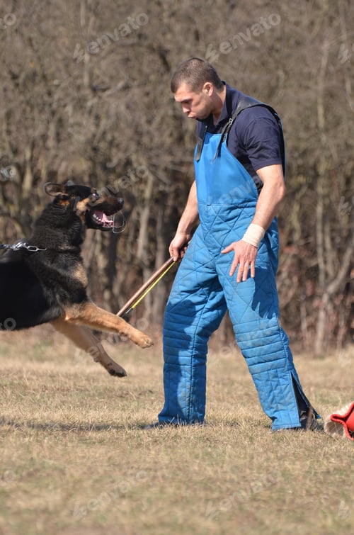 Preview: German Shepherd - Dog At A Dog Training Center