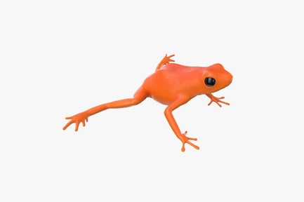 Preview: Vibrant Orange Poison Dart Frog
