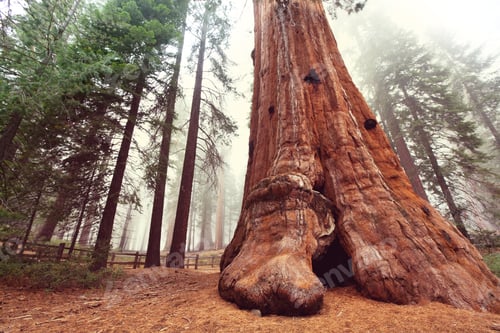 Preview: Sequoia