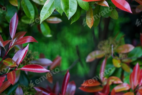 Preview: Nature forest background. Frame from multicolored tree leaves. weather, bright banner frame