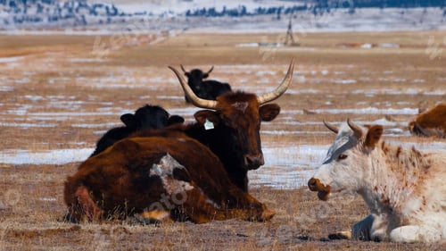 Preview: Cows