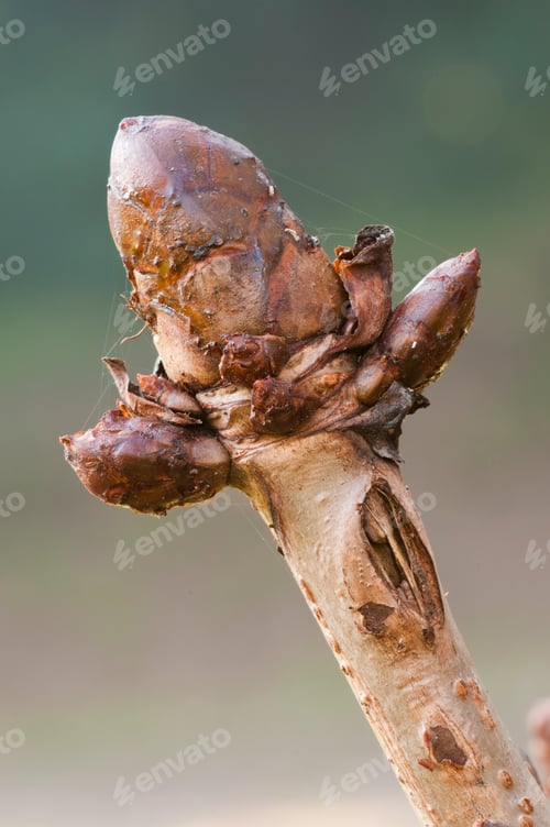 Preview: Tree Bud