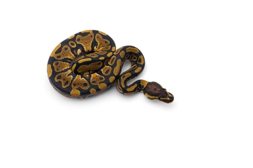 Preview: The royal python isolated on white background