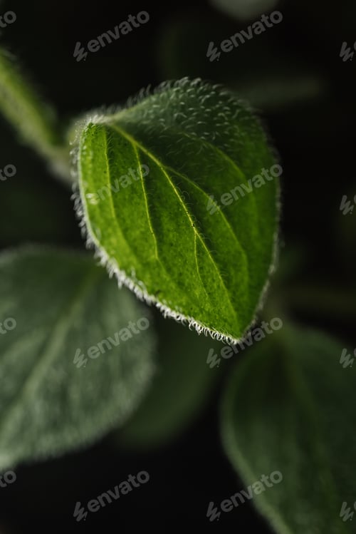 Preview: Macro photography of plant leaves on a dark background.